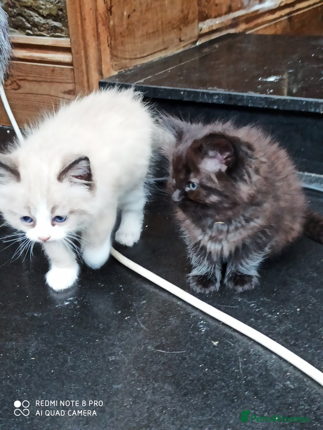 Siberian cats for sale: #4 lovely Siberian male kittens  - Image 10