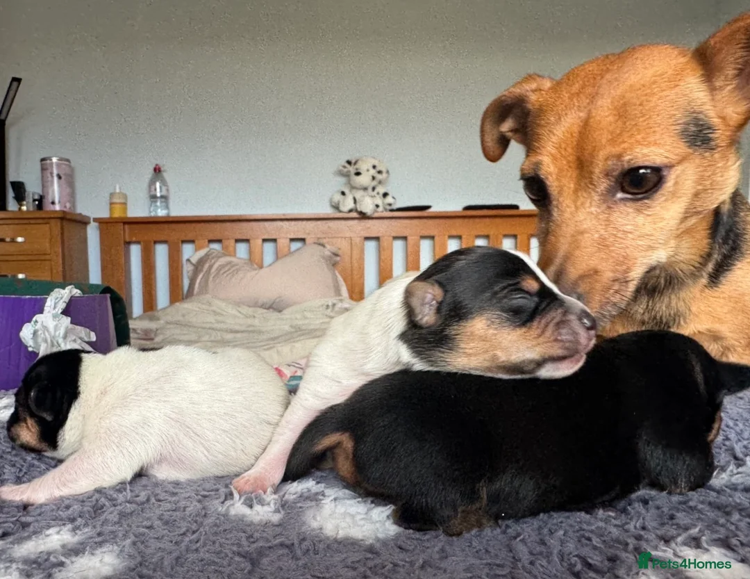 Jack Russell dogs for sale: Beautiful Miniature Jack Russell Puppies - Advert 2