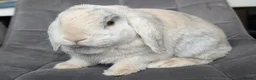 Mini Lop rabbits for sale: Beautiful Bunnies.  - Advert 8
