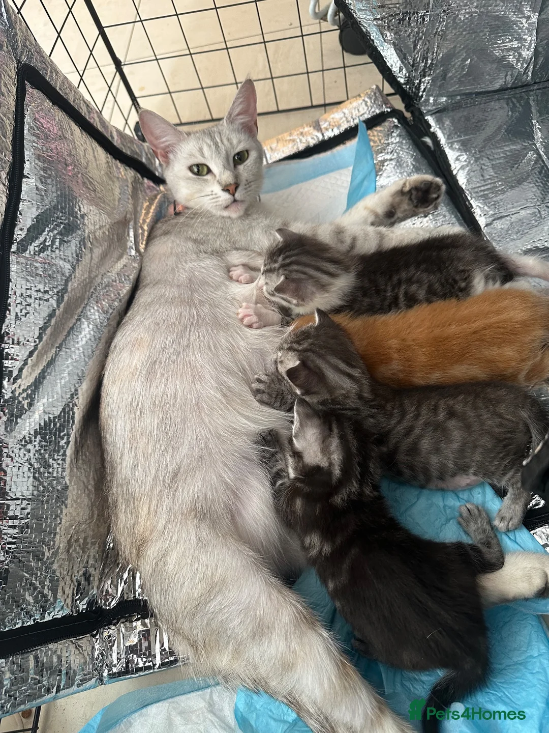 Mixed Breed cats for sale: Persian tabby  in Gravesend - Advert 1