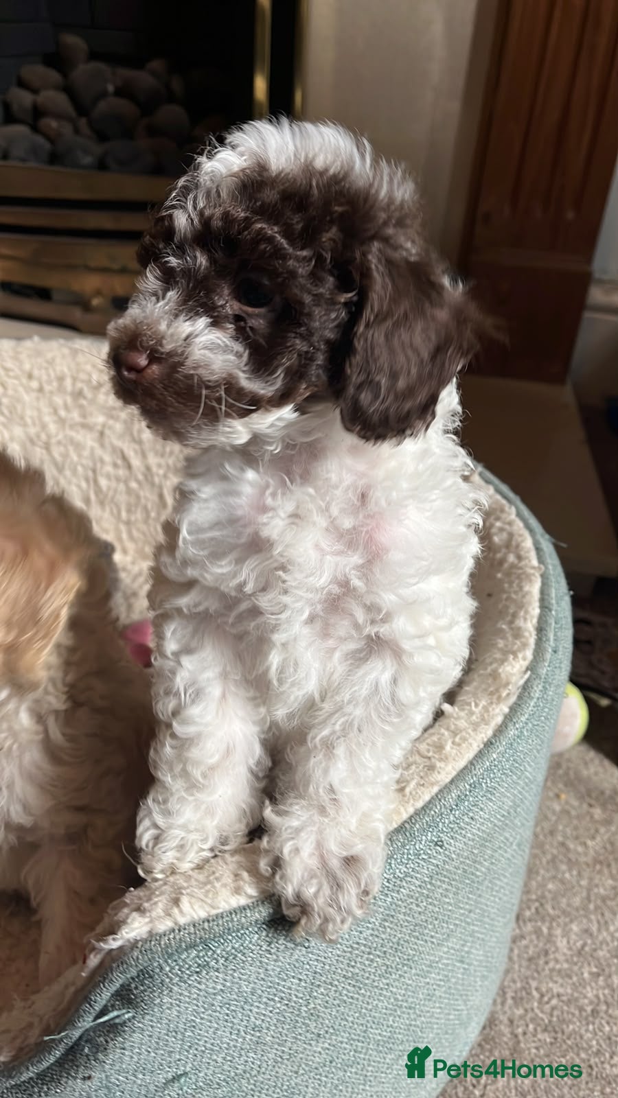 Miniature Poodle dogs Beautiful little boy in need of a home. - Advert 2