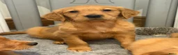 Golden Retriever dogs for sale: Golden retriever pups from health tested parents  - Advert 8