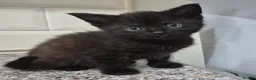 Mixed Breed cats for sale: Beautiful kittens - Advert 5