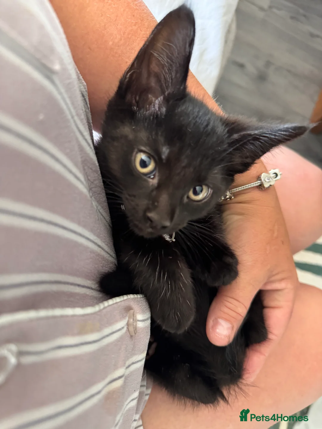 Mixed Breed cats for sale: Maine coon cross breed kitten - Advert 2