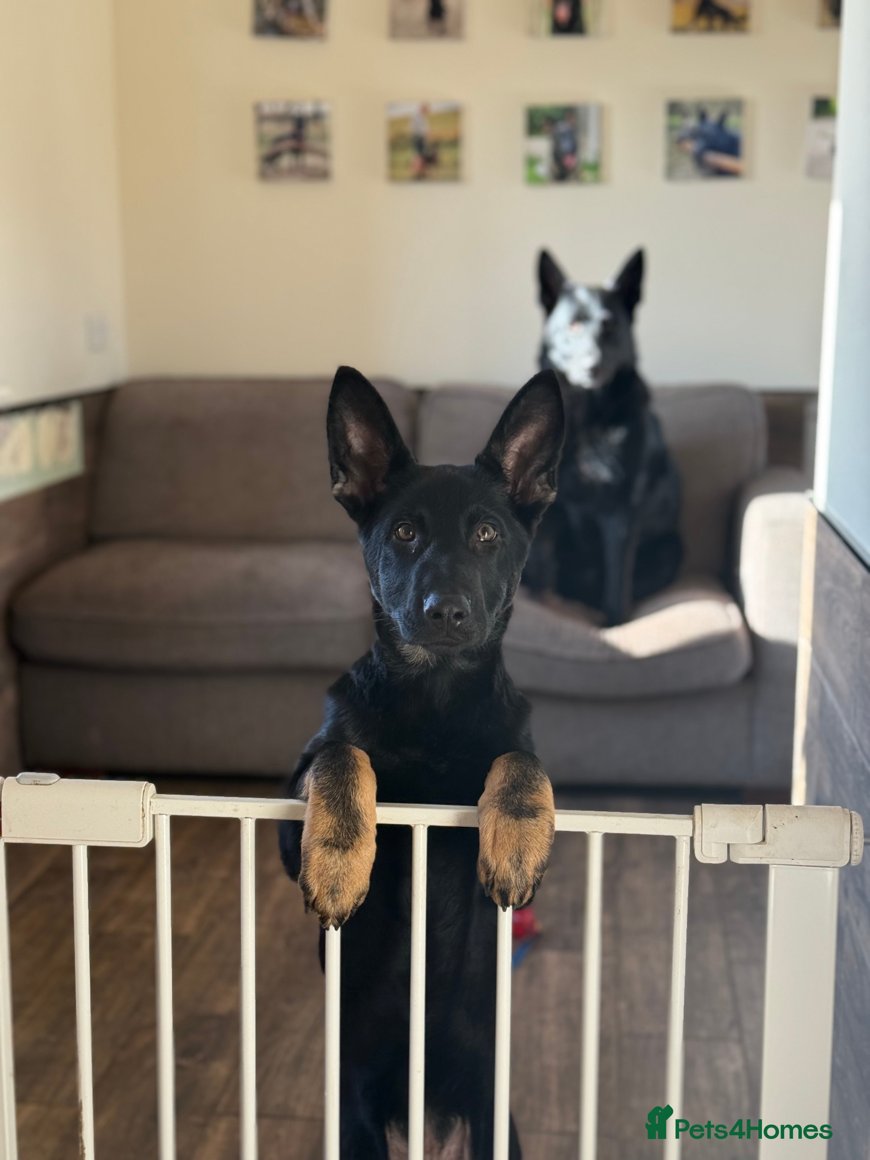 German Shepherd dogs German Shepherd Puppy last Female Left - Advert 1