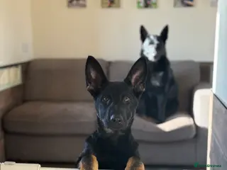 German Shepherd dogs German Shepherd Puppy last Female Left - Advert 8