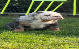 English Bulldog dogs for sale: Ready now!!! The perfect bulldog! - Image 6
