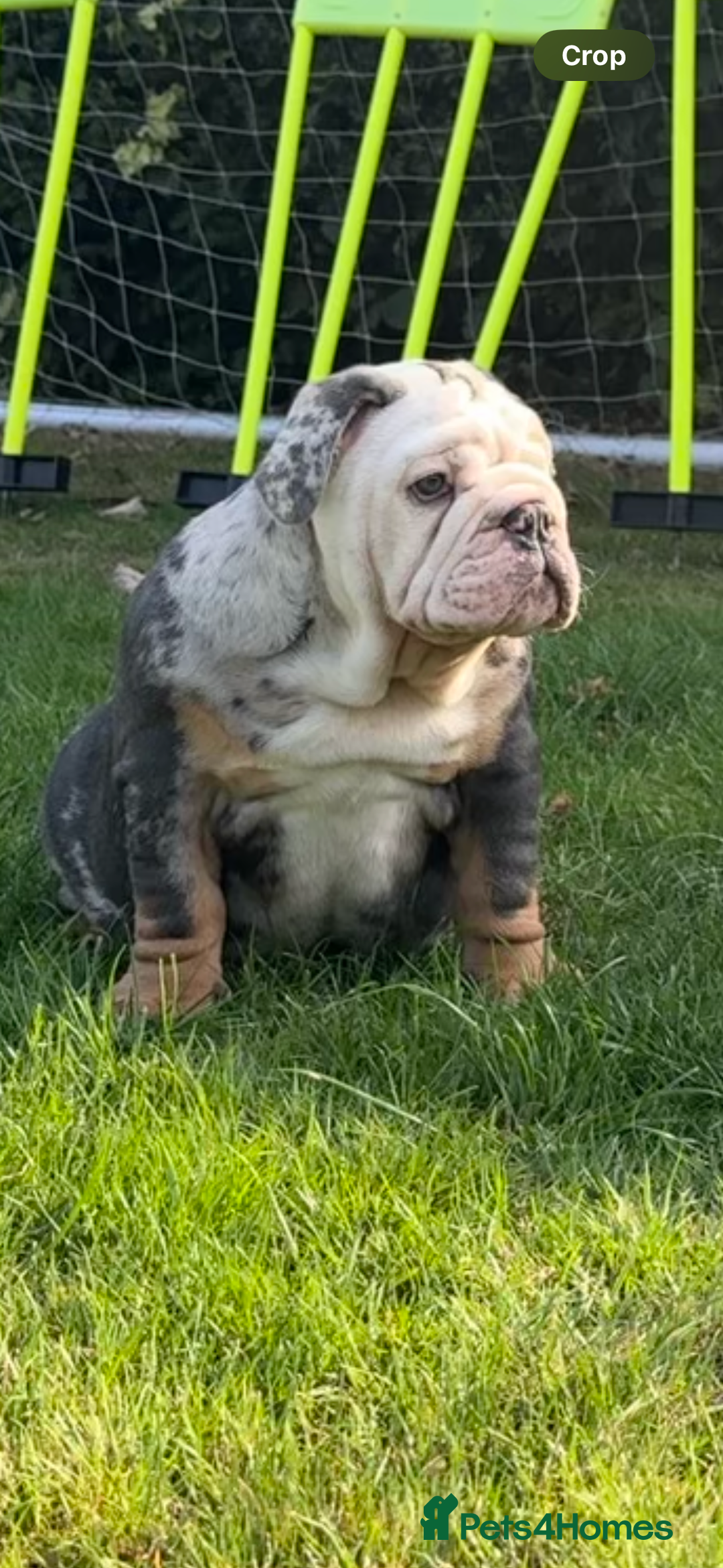 English Bulldog dogs for sale: Ready now!!! The perfect bulldog! - Image 6