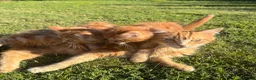 Mixed Breed cats for sale: Kittens for sale in Harlow - Advert 7