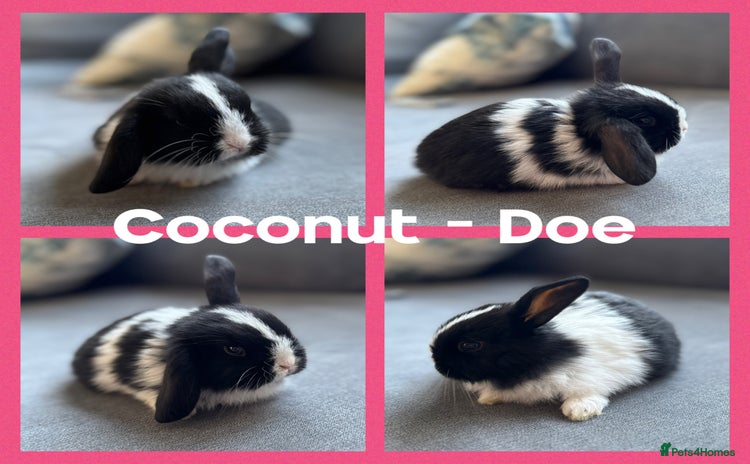 Mini Lop rabbits - Advert 1
