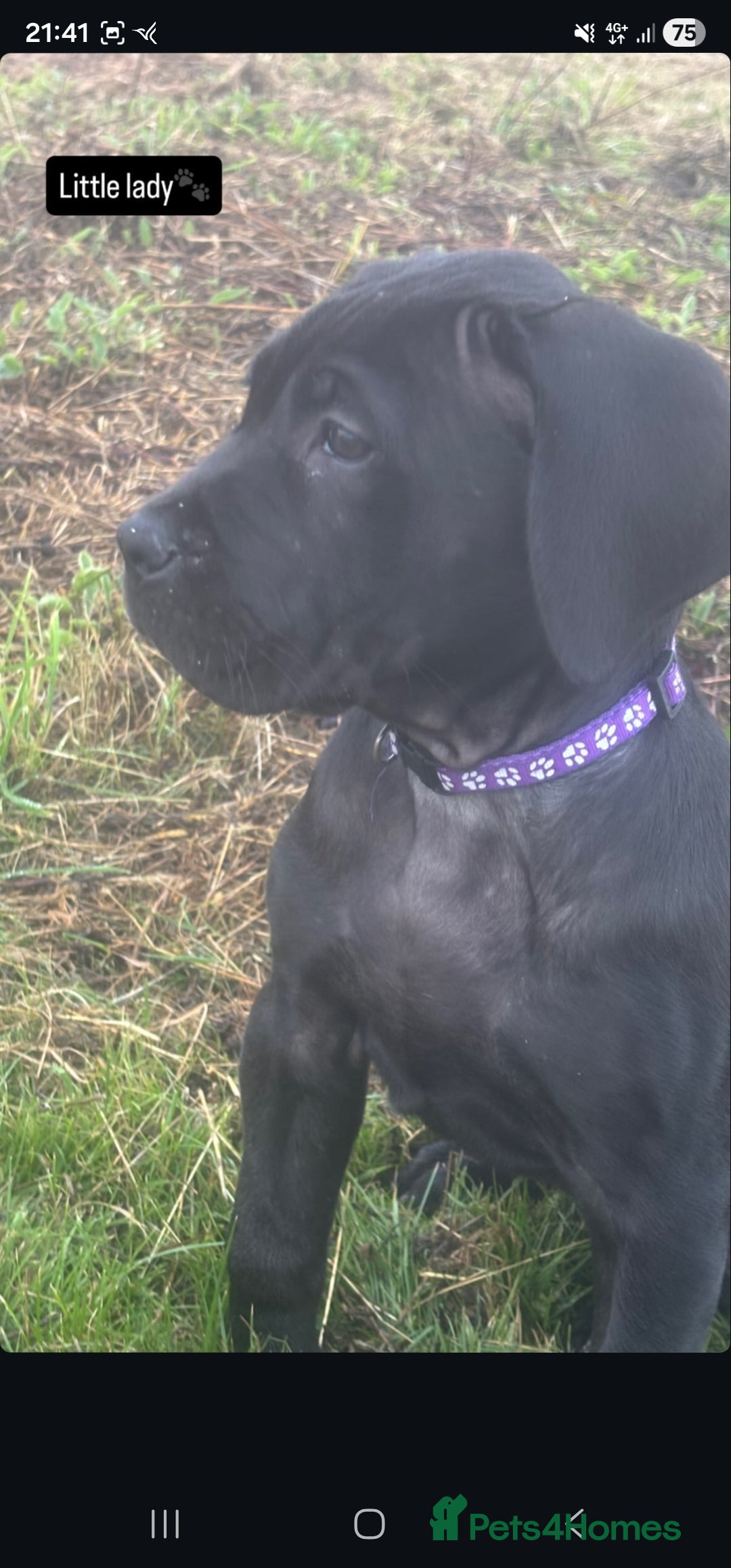 Presa Canario dogs ❗️LAST 2 PUPPIES❗️ PRESA CANARIO PUPPIES - Advert 2