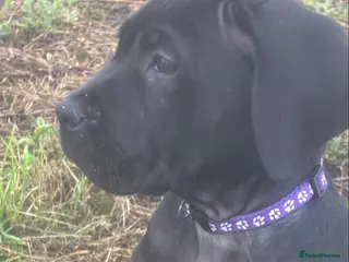 Presa Canario dogs MALE PRESA CANARIO, PUPPY TRAINING HAS STARTED - Advert 2