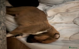 Mixed Breed dogs for sale: German shepherd x whippet  - Image 4