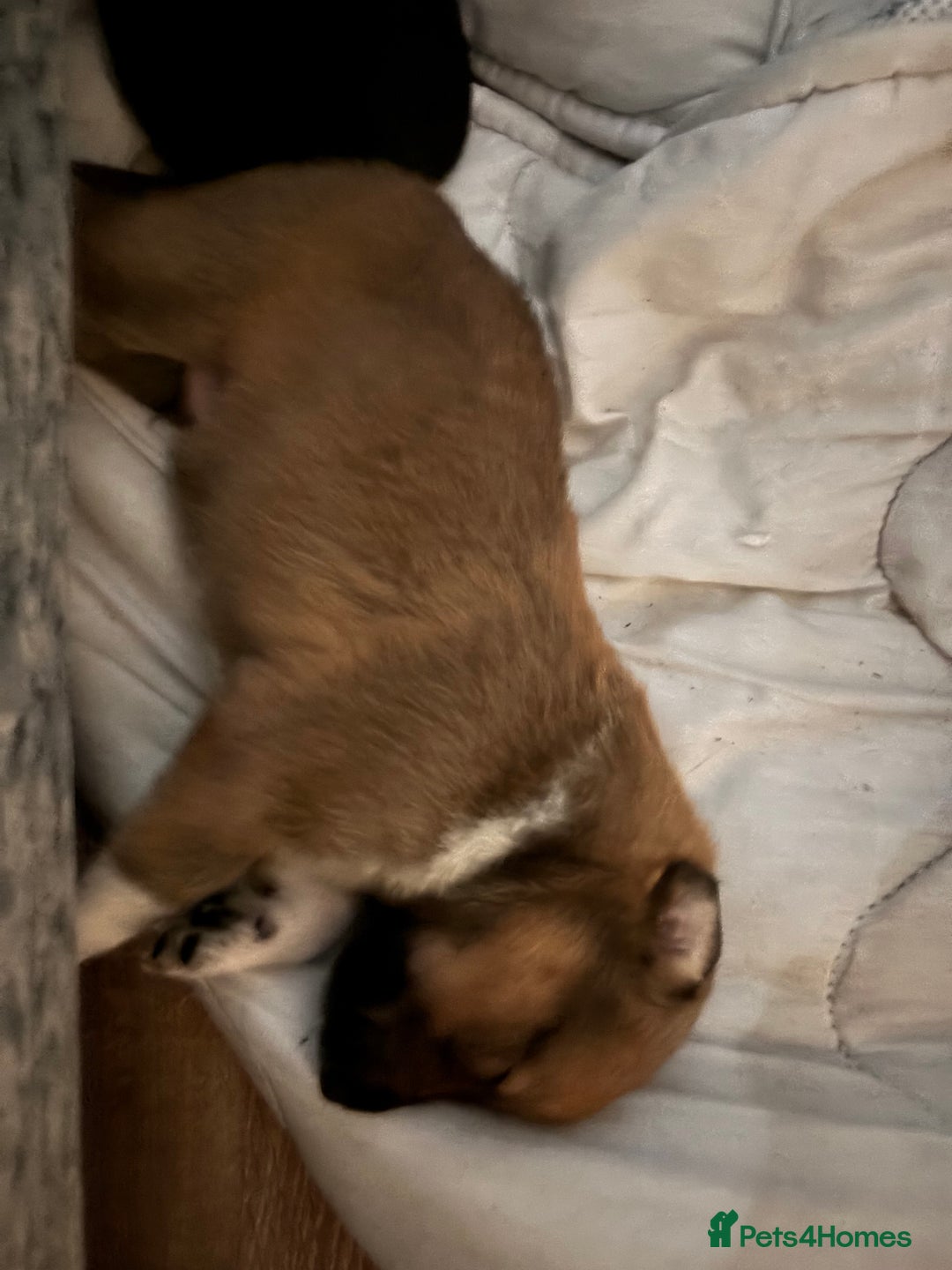 Mixed Breed dogs for sale: German shepherd x whippet  - Image 4