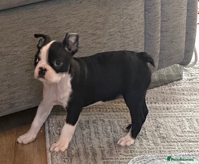Boston Terrier dogs Boston Terrier puppies KC Reg 1 Girl left - Advert 2