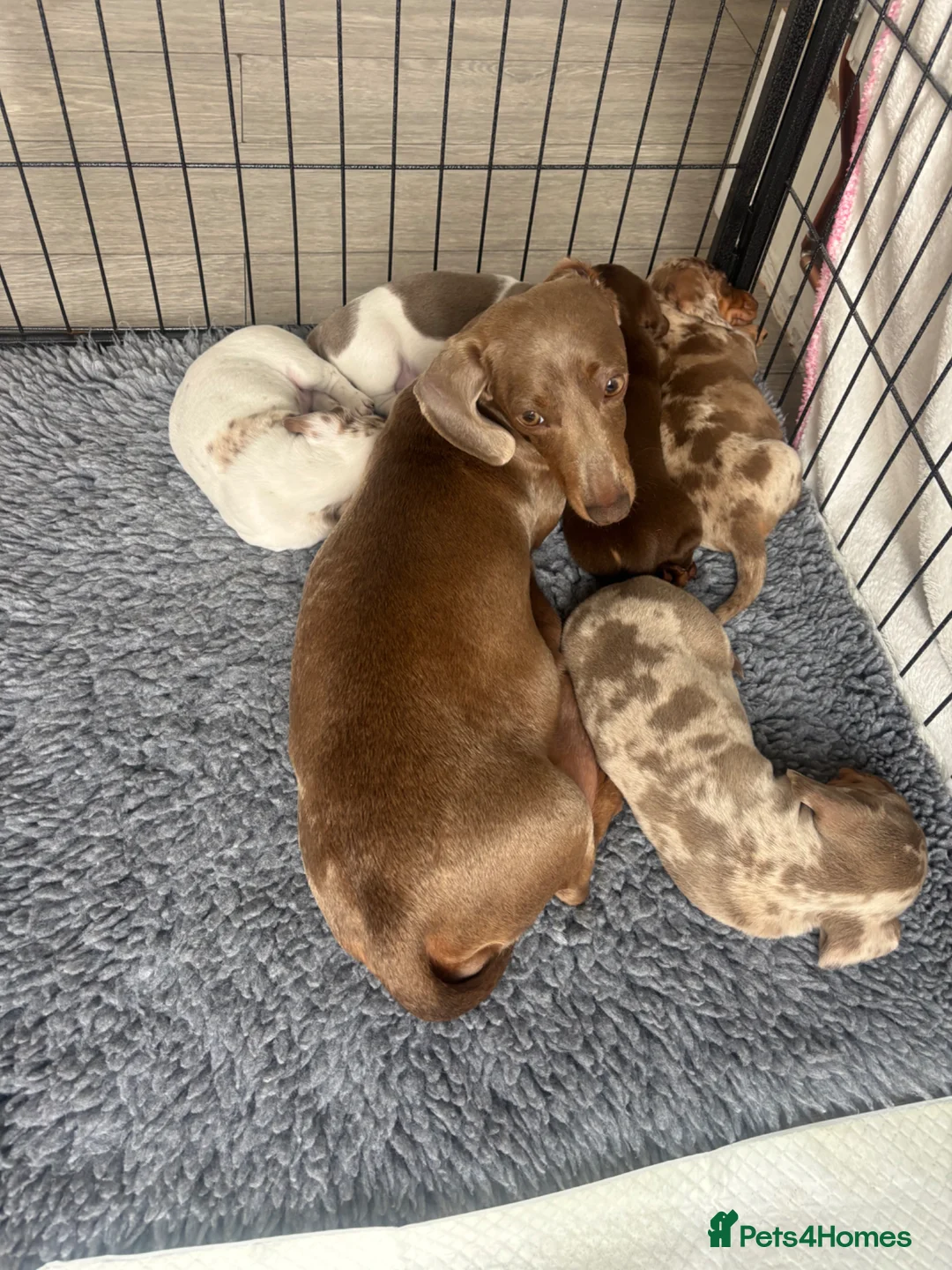 Miniature Dachshund dogs for sale: Our last male looking for his forever home - Advert 2