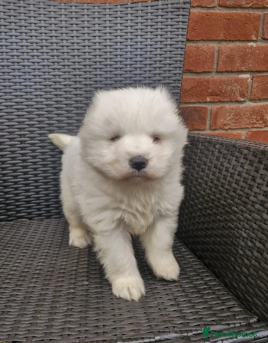 Samoyed dogs for sale: A beautiful little Samoyed girl for sale in Ashbourne - Advert 22