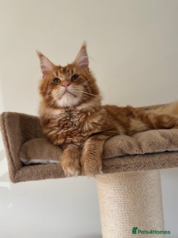 Maine Coon cats Proven Red tabby Maine coon stud - Advert 4