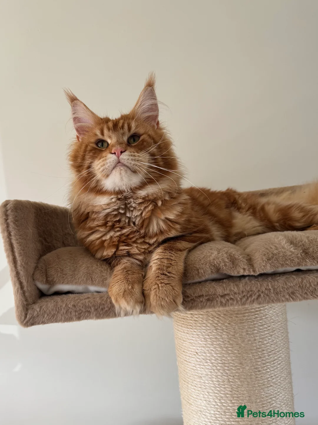 Maine Coon cats for stud: Proven Red tabby Maine coon stud - Advert 1