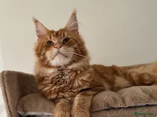 Maine Coon cats Proven Red tabby Maine coon stud - Advert 1