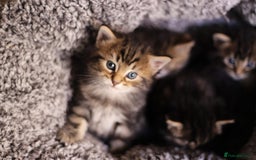 Mixed Breed cats for sale: 4 adorable Ragdoll/Tabby mix kittens - Image 4