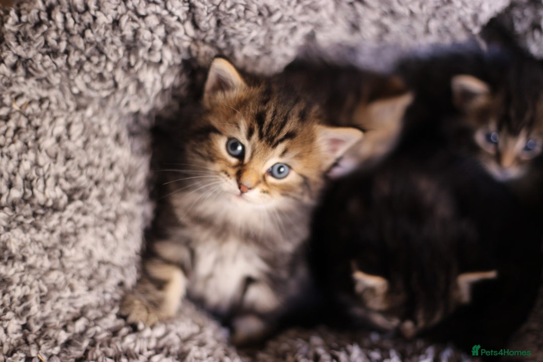 Mixed Breed cats for sale: 4 adorable Ragdoll/Tabby mix kittens - Image 4
