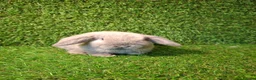 Mini Lop rabbits for sale: GIRLS GIRLS GIRLS - Advert 4