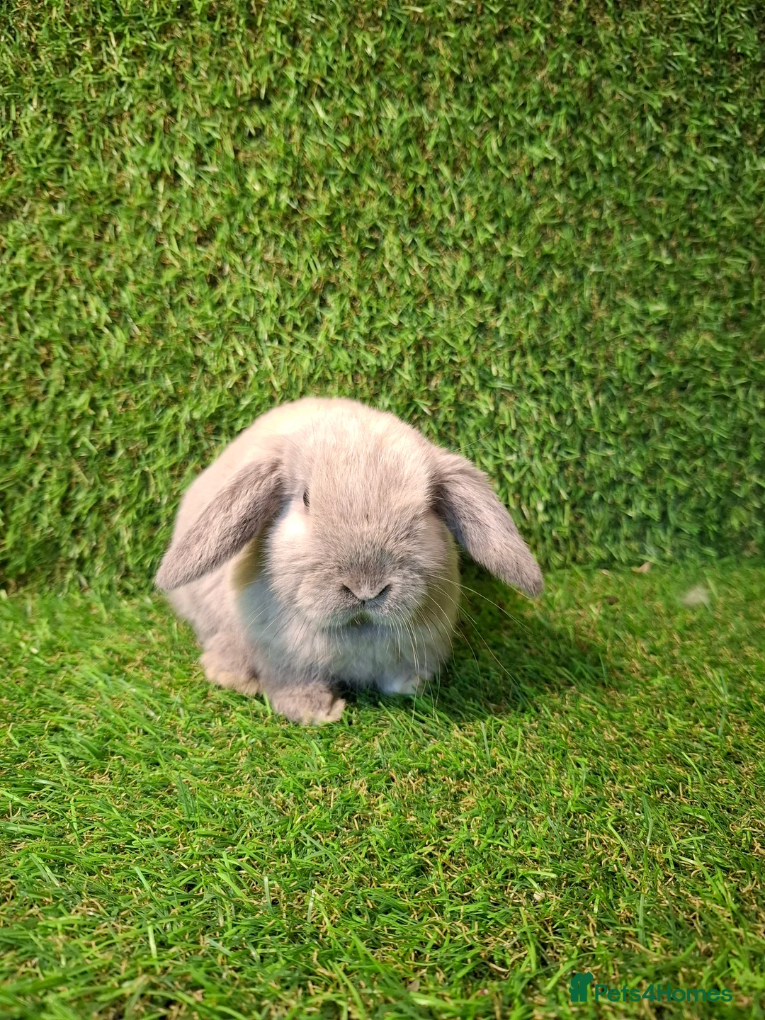 Mini Lop rabbits for sale: GIRLS GIRLS GIRLS - Advert 4