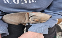 Mixed Breed dogs for sale: American Bulldog Cross Staffy puppies  - Image 26
