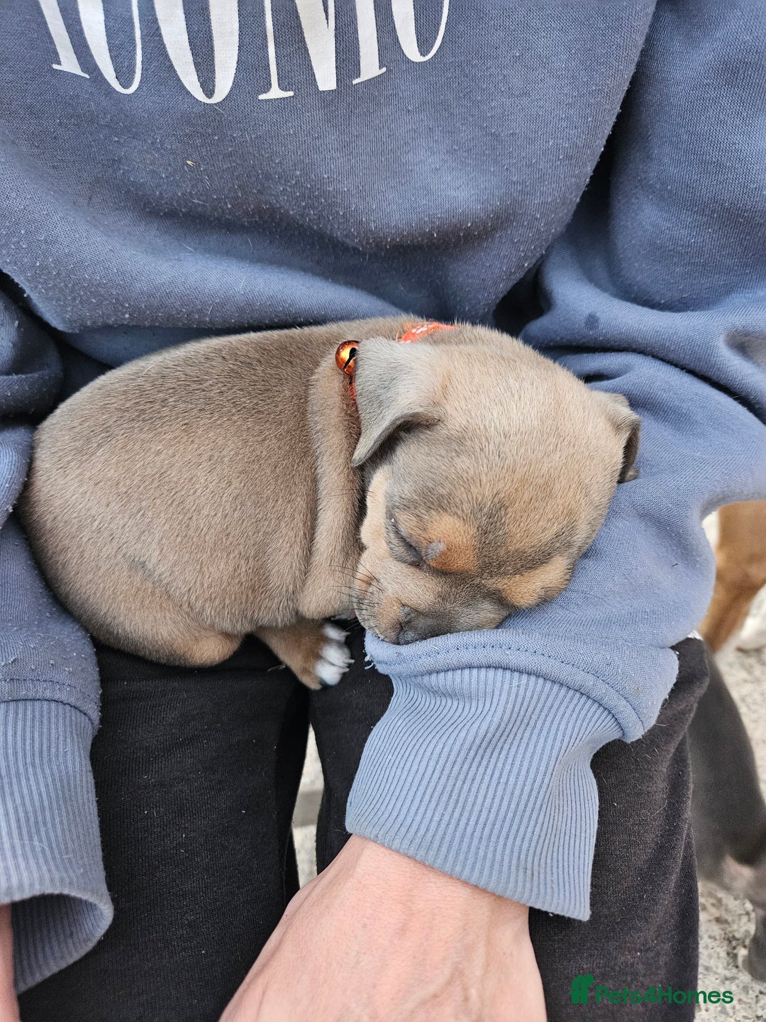 Mixed Breed dogs for sale: American Bulldog Cross Staffy puppies  - Image 26