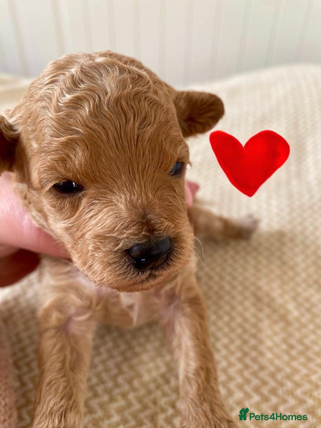 Poochon dogs for sale: ♥️🐶🧸 TINY ASIAN TOY POOCHONS FOR SALE ♥️ - Advert 8