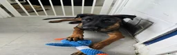 Belgian Shepherd Dog dogs for sale: 6 month old Belgian Malinois in Canvey Island - Advert 2