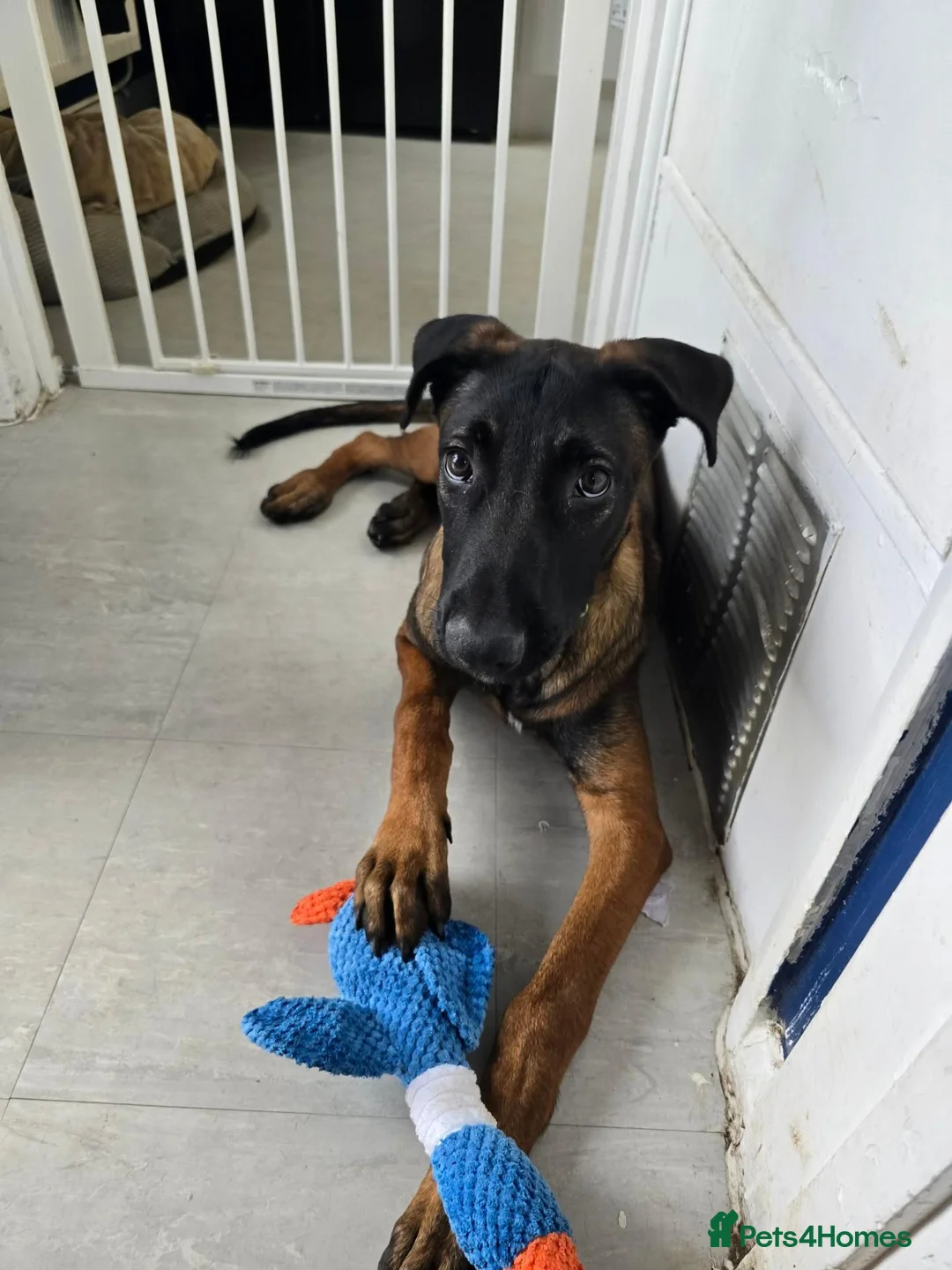 Belgian Shepherd Dog dogs for sale: 6 month old Belgian Malinois in Canvey Island - Advert 2