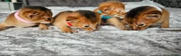 Abyssinian cats for sale: Abyssinian Kittens - Advert 6