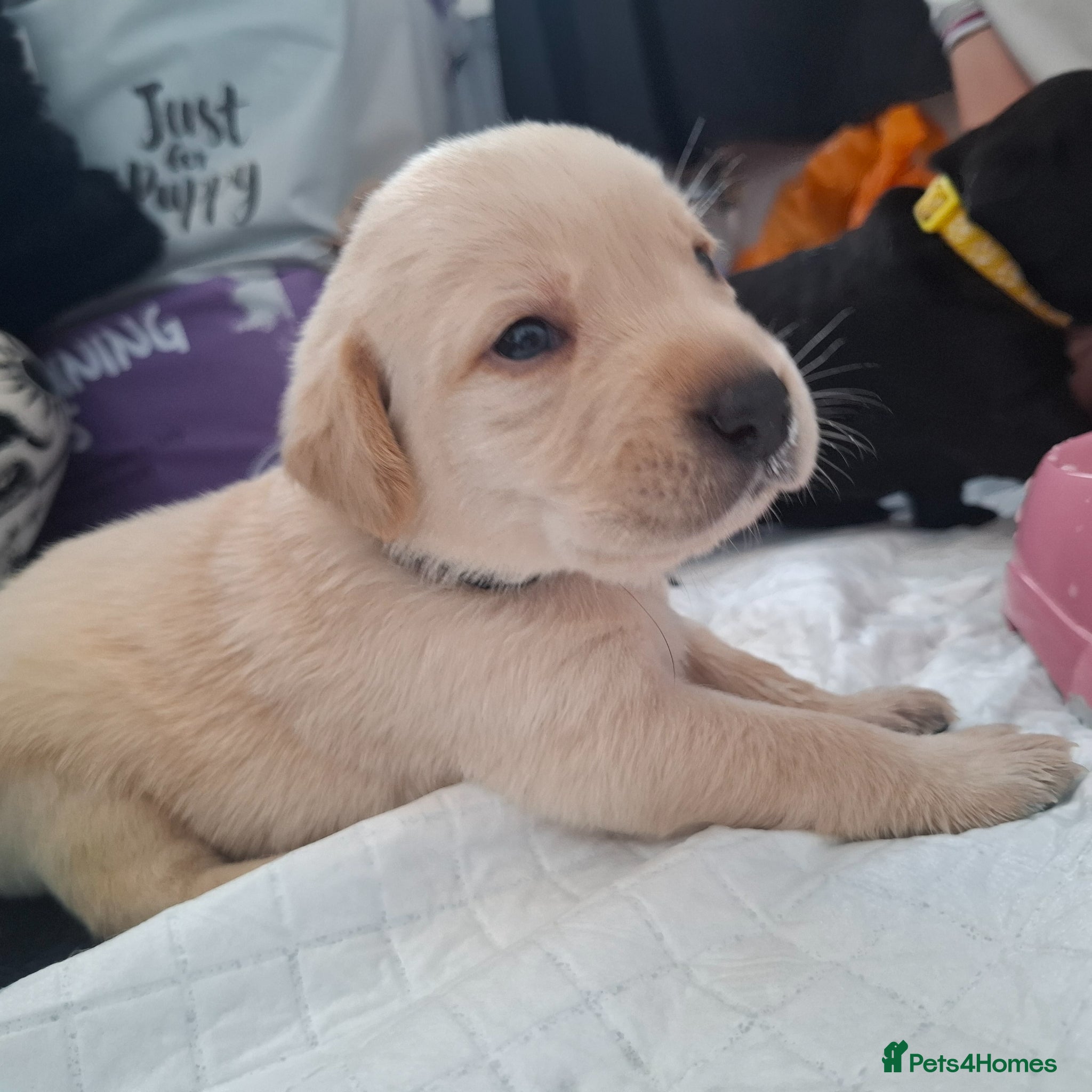 Labrador Retriever dogs **Only 2 Boys Remaining-Ready To View** - Advert 1