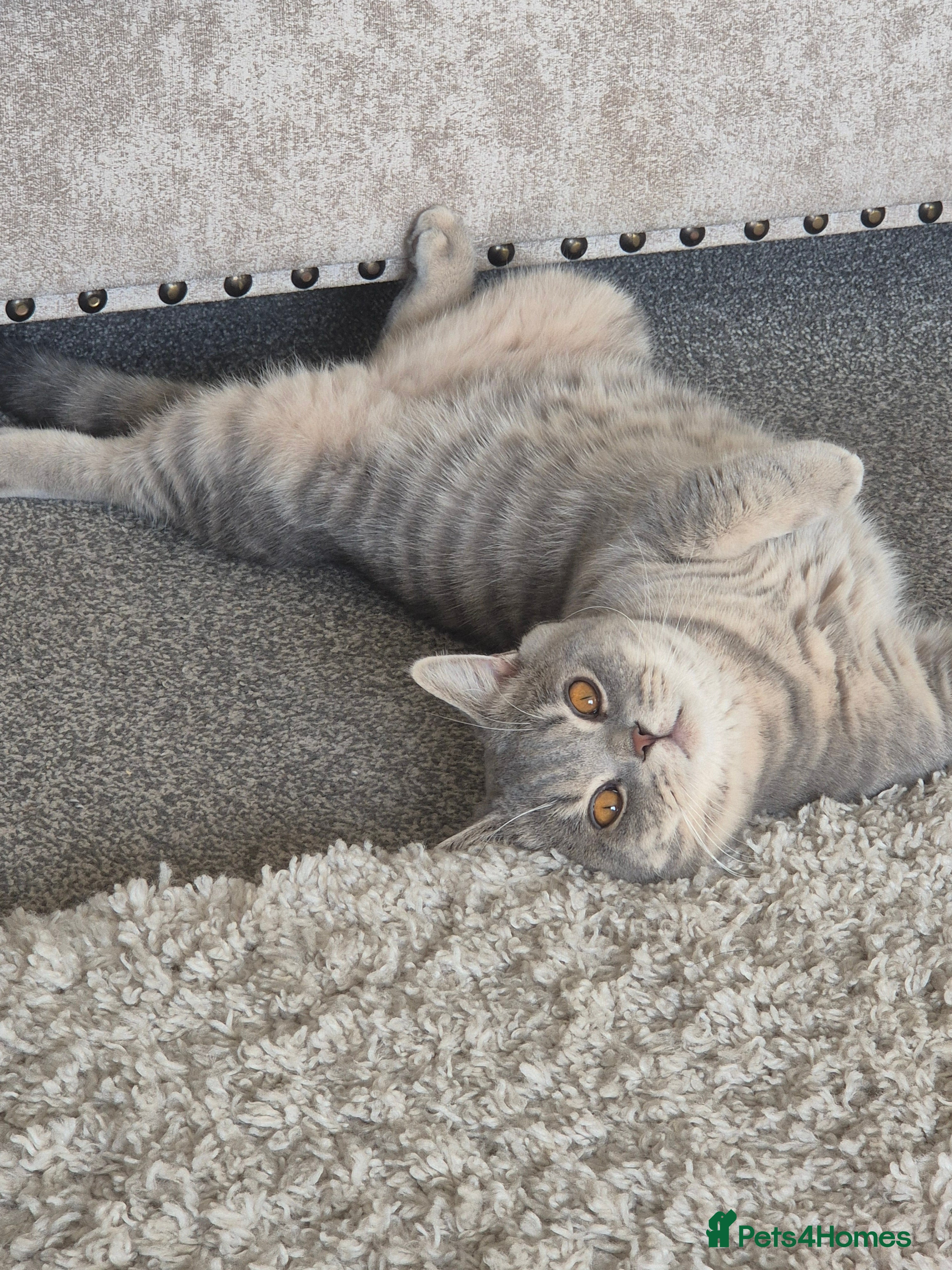 British Shorthair cats British shorthair  in Oldham - Advert 5