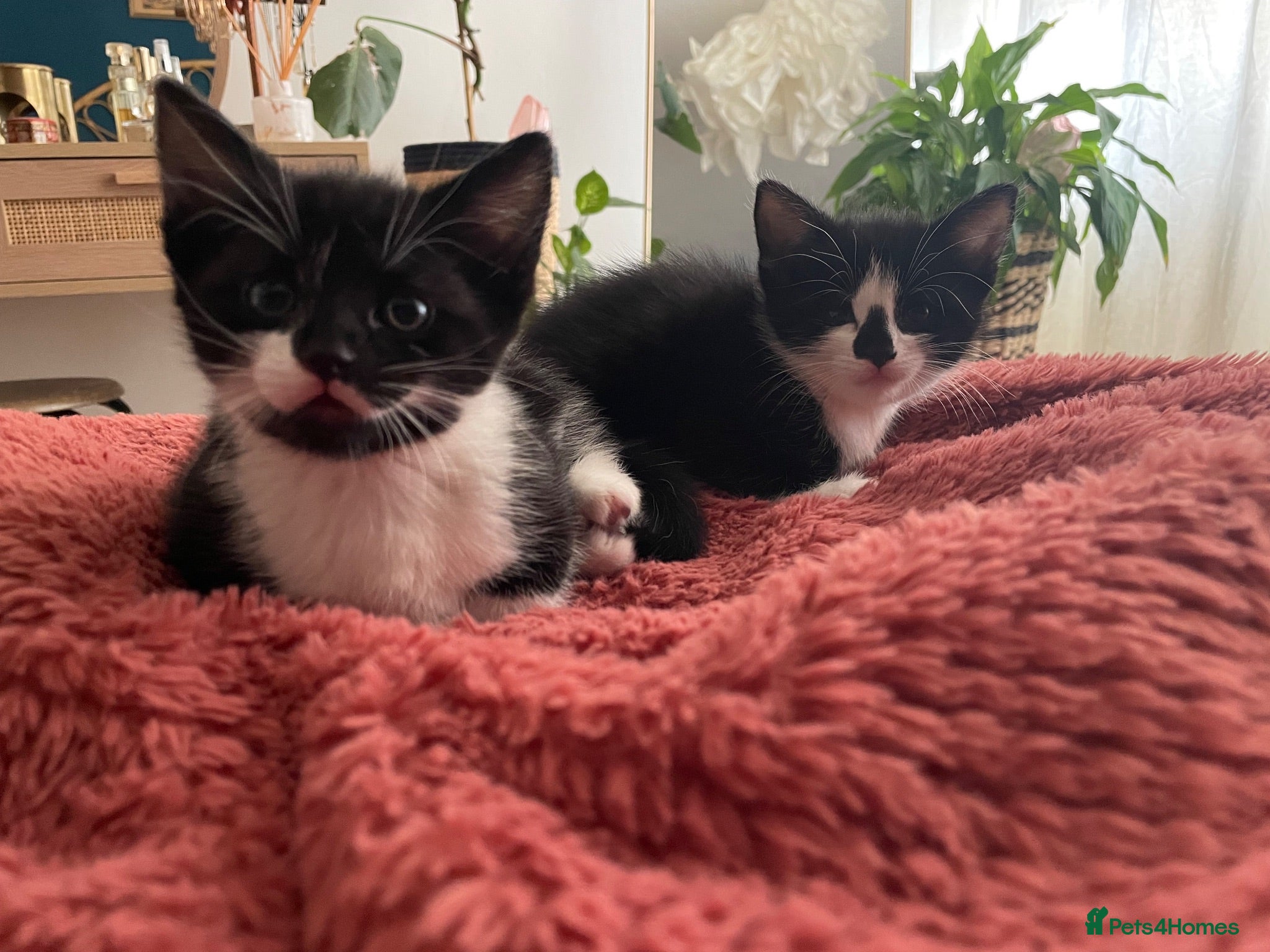 British Shorthair cats Adorable black and white kitten for rehoming  - Advert 13