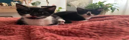 British Shorthair cats for sale: Adorable black and white kitten for rehoming  - Advert 1