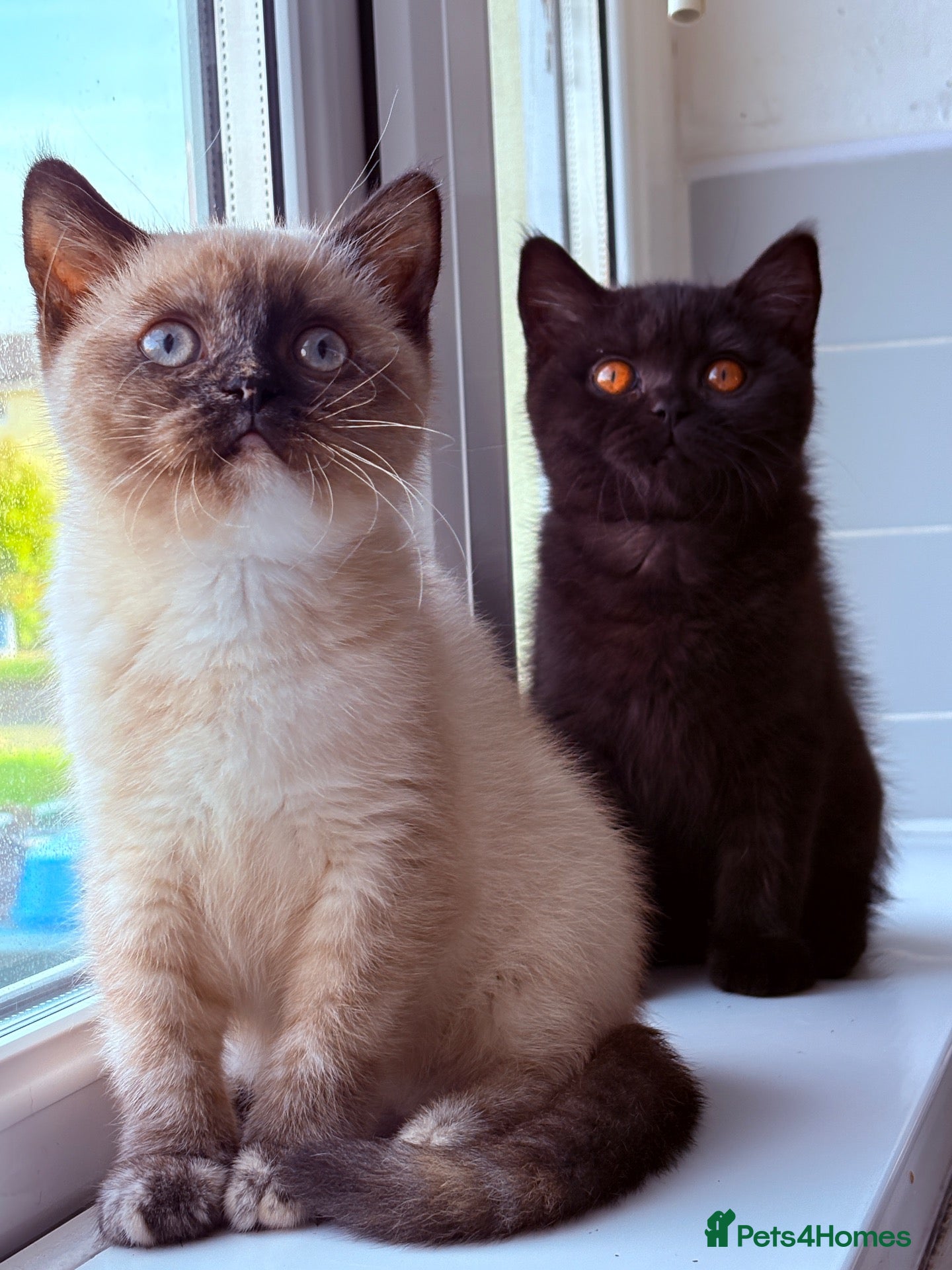 British Shorthair cats for sale: Ready Now 😻 Beautiful GCCF BSH Kittens - Advert 1