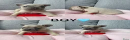 French Bulldog dogs for sale: Adorable Pups french Bull dog Ready for Homes in Surbiton - Advert 5