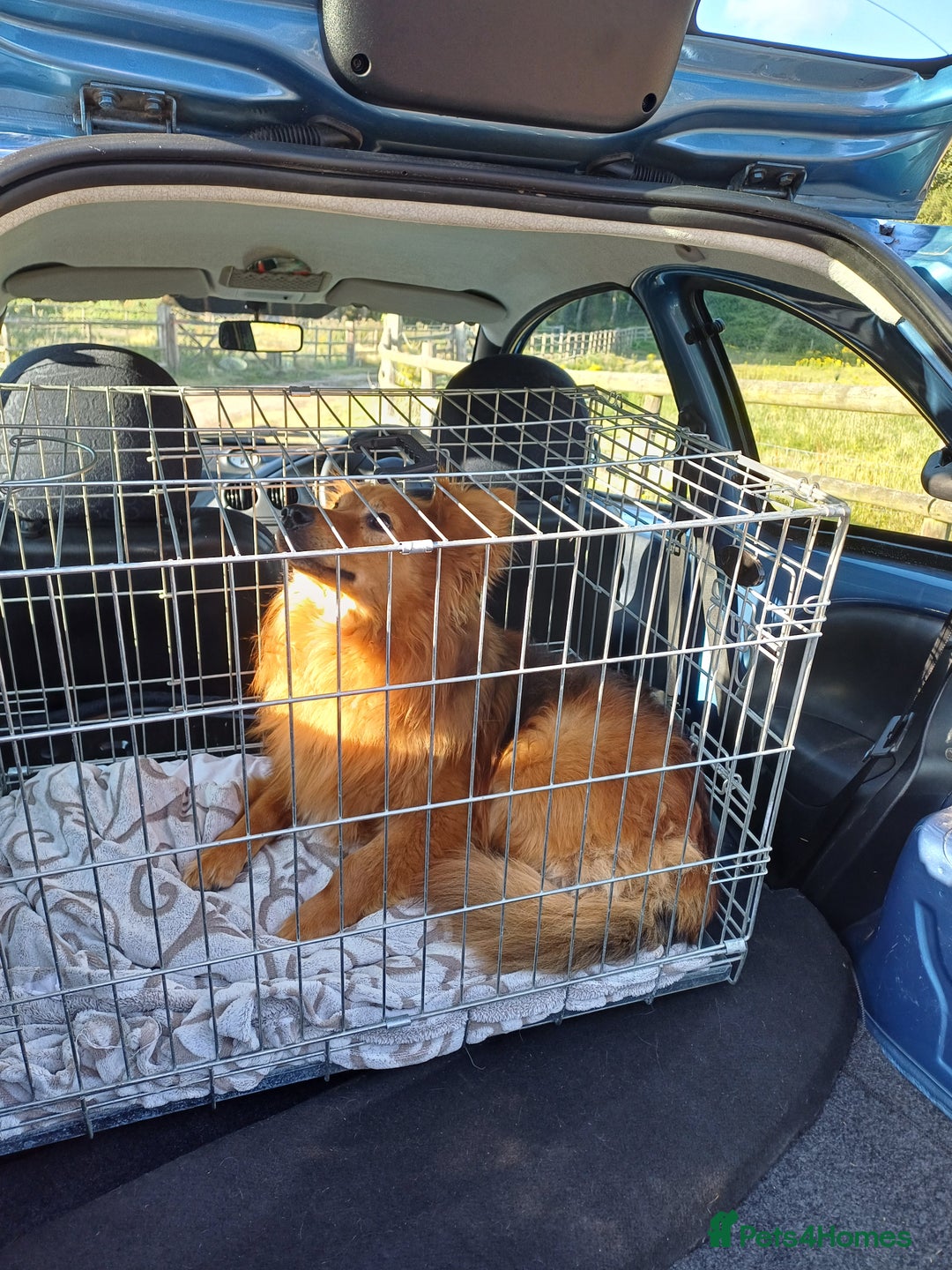 Mixed Breed dogs for adoption: MONTY – an example of Resilience and Devotion - Advert 5