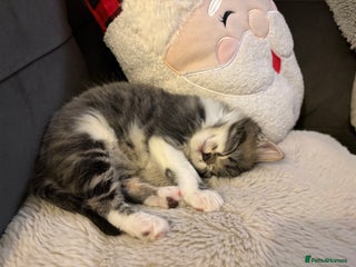 Mixed Breed cats 2 beautiful Kittens, 1 boy 1 girl - Advert 1