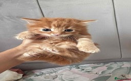 British Longhair cats for sale: Gorgeous british long hair kittens  - Image 2
