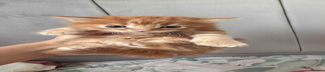 British Longhair Kitten 1
