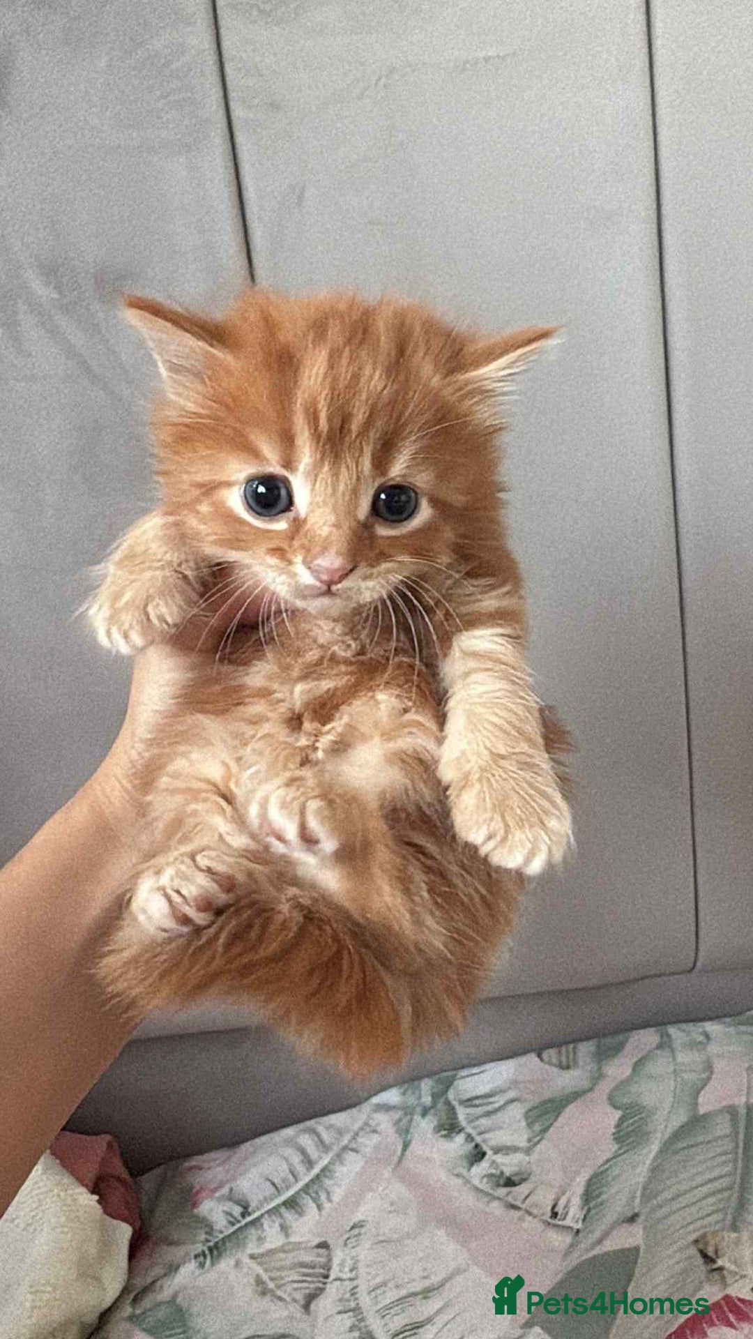 British Longhair cats for sale: Gorgeous british long hair kittens  - Image 2