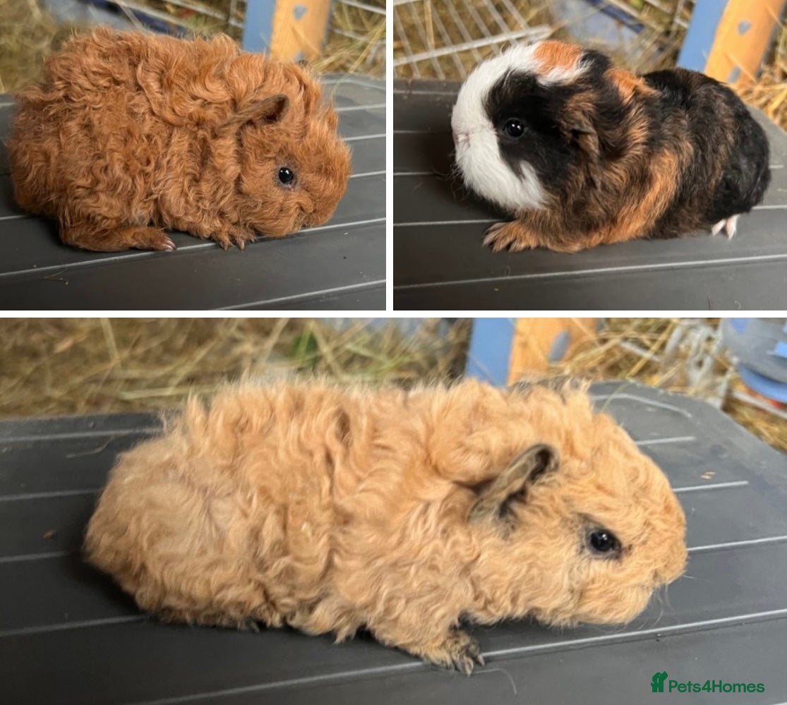 Guinea Pig rodents Swiss and Lunkarya GuineaPupz Pigs  - Advert 6