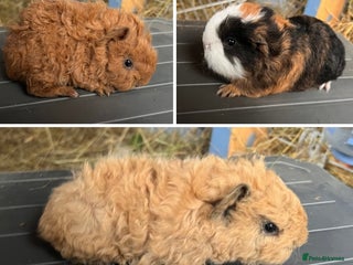Guinea Pig rodents Swiss and Lunkarya GuineaPupz Pigs - Advert 6