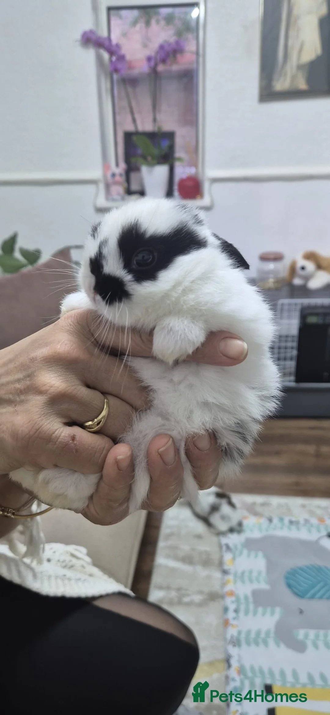 Dutch rabbits for sale: Rex and Dutch Rabbits , 7 months and 24 days old.  - Advert 2