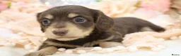 Miniature Dachshund dogs for sale: KC Longhair Miniature Dachshund Puppies - Advert 32
