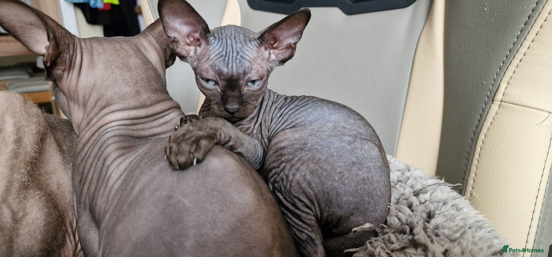 Sphynx cats for sale: Mixed selection Sphynx kittens. - Image 6